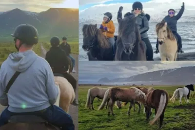 Icelandic horses