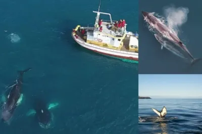 Whale watching